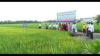 Tổng kết mô hình sản xuất thử giống lúa chất lượng cao ĐT100