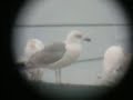 Larus ¿fuscus?