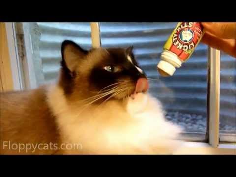PetSafe Lickety Stik Product Review 0 PetSafe Lickety Stik Product Review