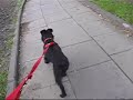 Muszka na spacerze :)