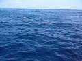 videos de Nager avec les dauphins en Méditerrannée avec Cala Rossa Dream / www.cala-rossa-dream.com