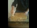 Click here to watch this video What the $&@! is that?