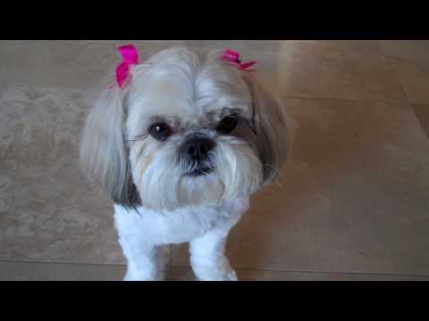 shih tzu