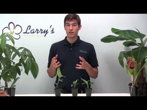 how to replant bird of paradise plant