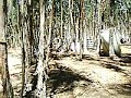 Sherwood Forest Paintball - Field #3 Rec Ball - American Ca