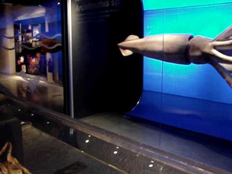 calamar gigante