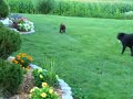 Labs being squirt with a hose Labs being squirt with a hose