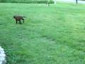 Labs being squirt with a hose
