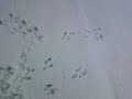 neve na fabrica