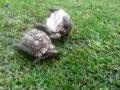 Turtle helps friend who's flipped over.