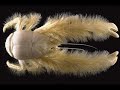 New Species