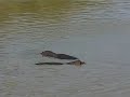 Hippopotamus Swimming In The Lake