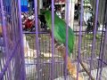 VIDEO YOUTUBE BURUNG CUCAK HIJAU