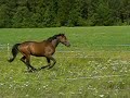 Arska laukkaa laitumella