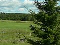Arska laukkaa laitumella