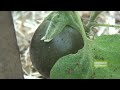 Vegetable Gardening Jobs for Summer
