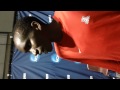 Lawi Lalang 3-10-12 By Arizona Athletics