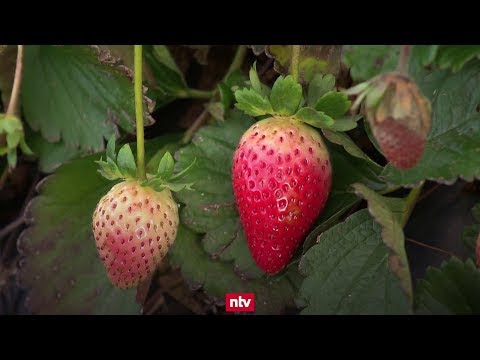 Milde Witterung: Die Erdbeersaison geht in die Verlnge ...