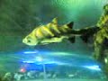 Aquaria