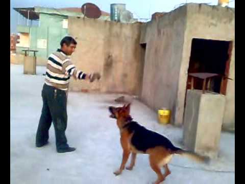 alman kurt k-9