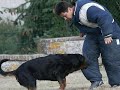 Rottweiler TEXAS RING RCI MONDIO DEMO new Rottweiler TEXAS RING RCI MONDIO DEMO new