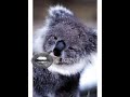 Angry Koala
