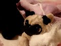 Girls Webkinz Sleepover Girls Webkinz Sleepover