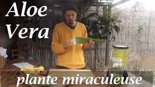 Aloe vera , la plante "miraculeuse" - www.regenere.org