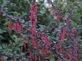 hummingbird video 4