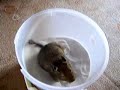 Osmak degu Misko2