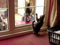Kid and Cat Clean Windows