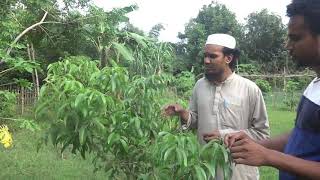 Litchi tree management লিচু...