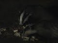 Badgers Part 2