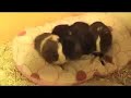 Kurze Pause- Meerschweinchen Akku laden ! Kurze Pause- Meerschweinchen Akku laden !