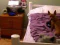 horny chihuahua horny chihuahua