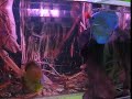 Blue Diamond and Red Alenquer Discus