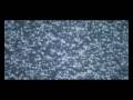  - MovieZen Video