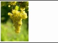 Pacific Rim: Riesling 101