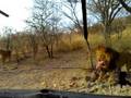 videos de Ravi Lohia with Lion Family in Namibia