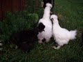 bantams bantams