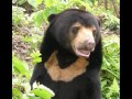 What is a Sun Bear? What is a Sun Bear?