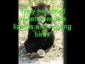 What is a Sun Bear?