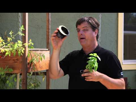 how to transplant hydroponics