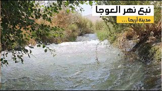 نبع قرية العوجا في اريحا / فلسطين
