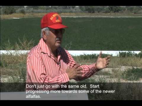 how to fertilize alfalfa
