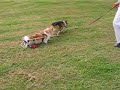 bike-hit-dog.html