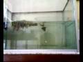 conditioning betta.mp4