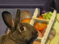 Bionic Buns