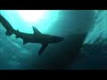 requin mer rouge 2006 requin mer rouge 2006