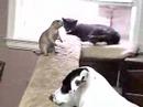 prairie dog cat and dog